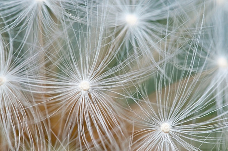 Dandelion种子背景抽象宏观照片Dandelion种子背景蓬松的风夏天图片