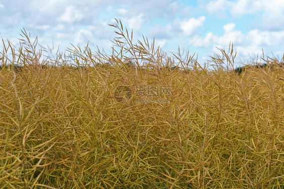 春天美丽的油菜田种植文化农业种植文化农业田开花图片