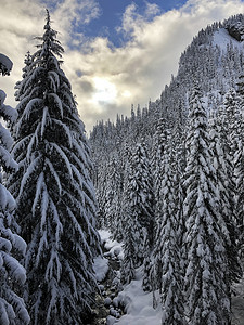 一种圣诞节斯诺夸尔米河的南福克流经华盛顿阿尔潘塔附近山谷中一片雪覆盖森林的中心地带在圣诞节人们拉根图片