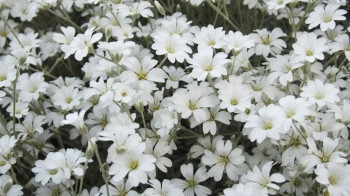 春天花朵中的小白看起来像雪般的植物学自然场地图片