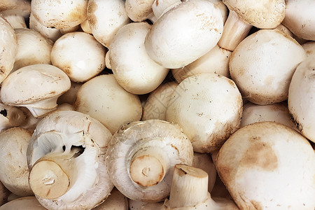 白色的蘑菇图片