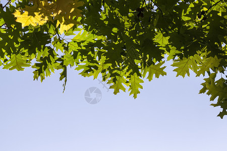 在阳光明媚的秋天一棵盛大的橡树绿木和金叶子在一片没有乌云的蓝天空中与一棵大橡树对抗晴天高的盛开图片