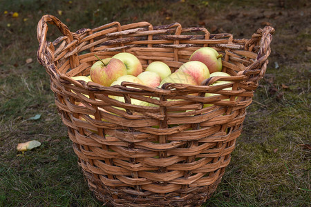 饮食甜的有机篮子里新鲜红黄苹果图片