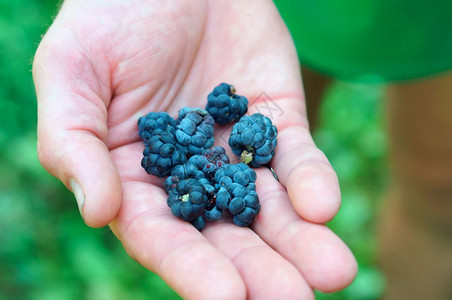 成熟花园棕榈上蓝莓手头黑棕榈蓝色浆果人们图片