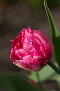 美丽的郁金香花朵图片