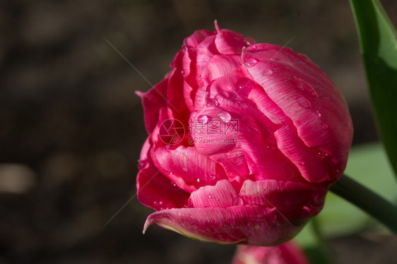 美丽的郁金香花朵图片