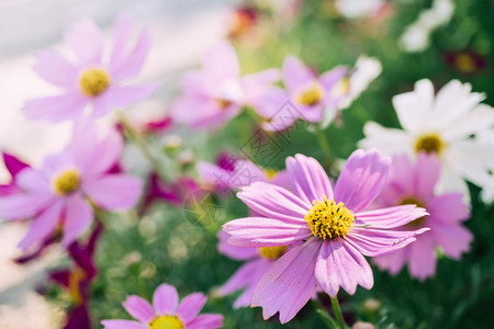 花朵在园中背景模糊的粉红宇宙花朵院子绿色新鲜的图片