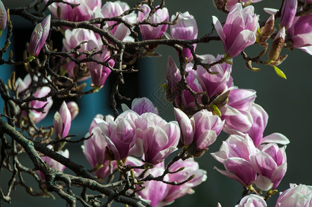 粉红色木兰花的紧近盛开美丽芽特写镜头图片