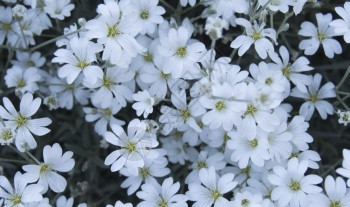 花朵看起来就像雪花春天的小白色花朵团体天竺葵图片
