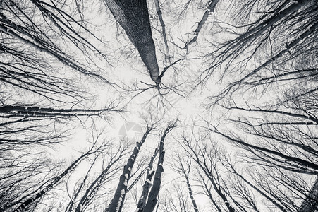 新鲜的雪田园诗般深黑白鱼眼冬树色和白鱼眼冬季树背景的天空图片