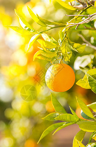 瓦伦西亚杂货成熟班牙巴伦亚省典型的橙色树苗西班牙巴伦亚图片