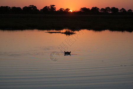 博茨瓦纳游戏在日落时环境动物两栖图片