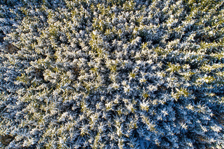 霜白雪的空中景象覆盖了迷宫森林阳光下有大量的采样天线冬图片