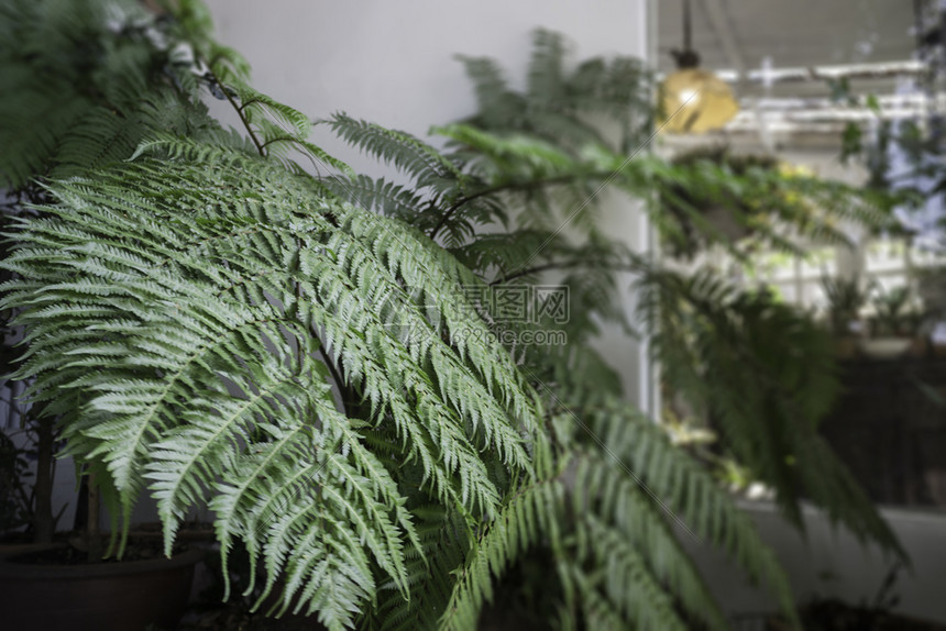 空的生植物绿色态环境鱼群照片院子蕨类图片