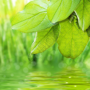 生态系统绿色清新阳光明媚的风景有叶子和水植物学图片