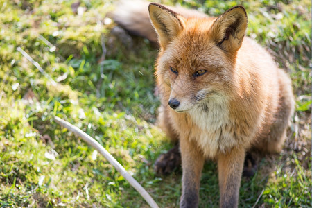 洞白色的红狐狸Vulpesvulps坐着看摄像机春天图片