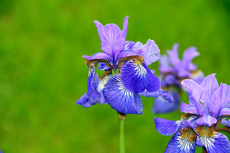 情人节绿色蓝花朵鸢尾盛开图片