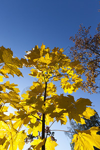 作品金的秋天在公园年轻树丛中照着美丽的片带黄色叶子和美丽的秋光边界图片