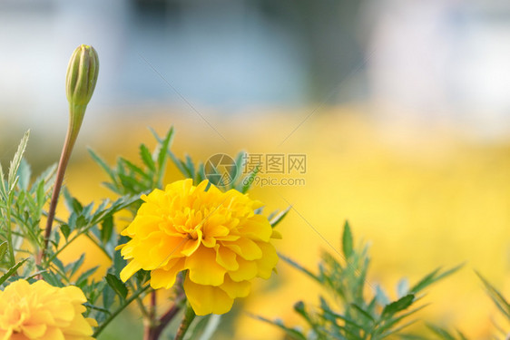 花朵是黄色的在花园里朵是黄色的生长场地荒野图片