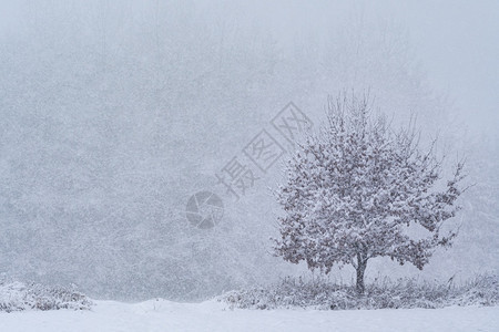 深的凉爽寒冬孤树森林下雪白色的图片