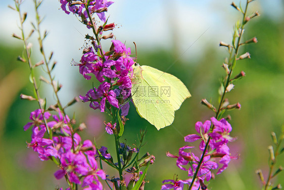 绽放场地黄色的花朵上坐着黄蝴蝶鹦鹉螺树从番茄花中采摘蜜子从香草花中采摘蜜子在夏季田地盛放的青蝴蝶五金质团图片