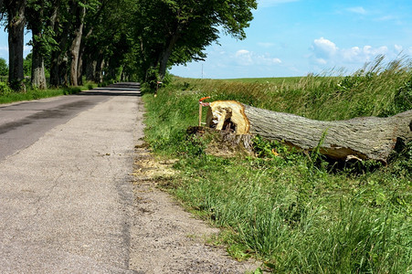 砍伐公路两侧的树木砍伐道路附近的树木砍伐道路附近的树木砍伐公路两侧的树木日志自然靠近图片