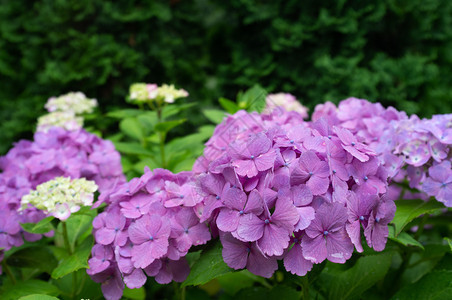 紫色的优质春天花朵Hydrangea大型植物春夏在花园中开图片