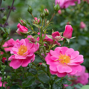 花头衬套风景小矮人玫瑰罗莎露天花朵爱蜜的夏天花朵图片
