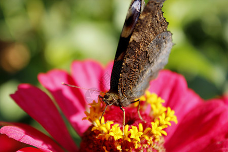 航班植物学蝴蝶孔雀眼睛在百日草上采集花蜜的宏图蝴蝶孔雀眼睛在百日草上采集花蜜的宏图蝴蝶指令蕊图片