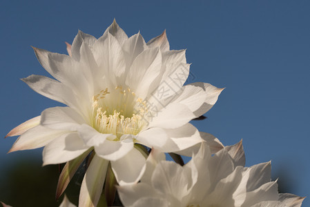 仙人掌Echinopsis美丽的白花在阳光日开与自然背景美丽的仙人掌白花在阳光日开优雅干燥春天图片