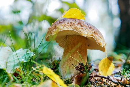 食用草中的牛肝菌蘑菇帽上的树叶蘑菇帽上的树叶草中牛肝菌新鲜木头图片