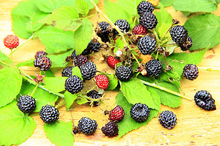 有用农业维他命黑莓浆果和叶子以浅木本底黑莓浆果和板上叶子图片