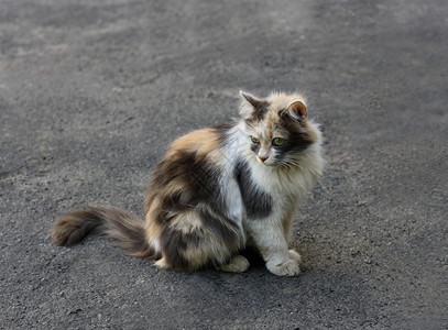 道路坐在灰沥青上的毛三色小猫街道棕的图片