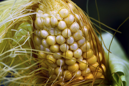草地生长玉米熟的耳朵密闭鳕鱼半剥皮大玉米熟的明显可见颜色图片