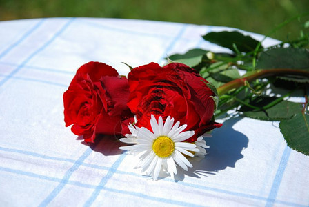 花园新鲜的红玫瑰和花菊在户外的桌子上祝贺图片