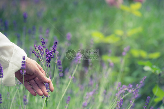 叶子森林美丽的夏季紫罗兰野花天然背景文字场所特写节目和剪贴绽放图片