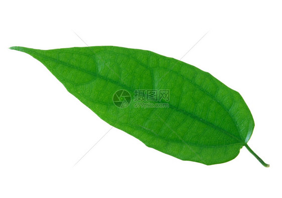 美丽白纸上孤立的绿叶材料植物群图片