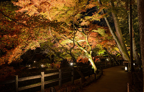北野踪迹栅栏日本花园美丽的秋天风景晚上在日本京都的运河旁点亮了绿树叶落下背景