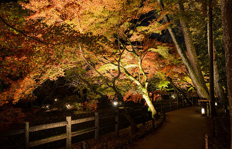 踪迹栅栏日本花园美丽的秋天风景晚上在日本京都的运河旁点亮了绿树叶落下图片