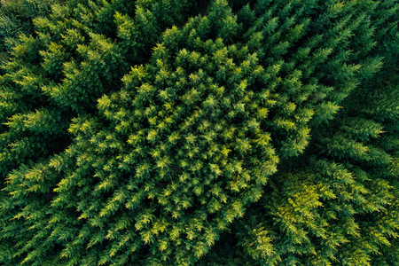 对角形的绿色青毛松树长成一排的青毛绒边缘景观俄罗斯图片素材