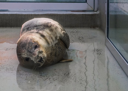 灰色的水下动物收容所中的灰海豹动物保健水哺乳动物的可爱肖像保护图片