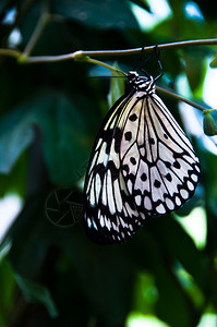 以植物背景为紧贴一只美丽的黑白蝴蝶春天飞行色的图片