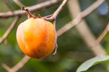 树颜色美味的以丽橙色为蓝橘persimmon果实图片
