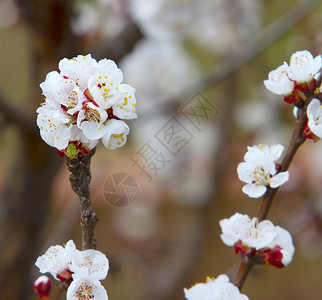 叶子樱花在树的枝中白色芽图片