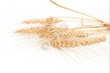 白色的种子成熟背景上分离的小麦耳朵图片