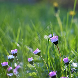 新鲜的绽放春天草原上美丽开花的菊户外图片