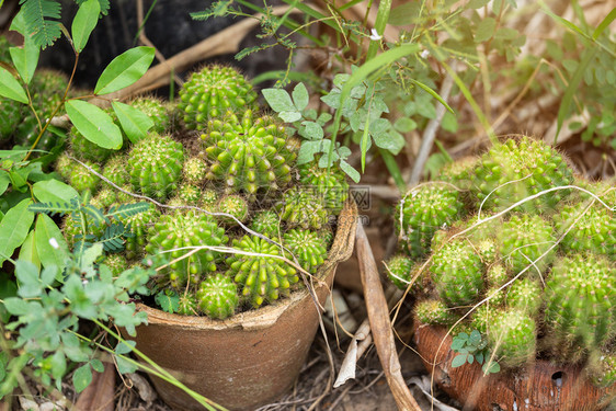 花园中的仙人掌植物木头春天群图片