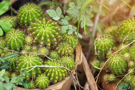 多汁的花园中仙人掌植物质地生活图片