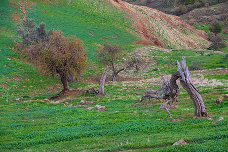 对角线丘陵天塞浦路斯Tylliria荒废村庄周围山丘上的树木图片