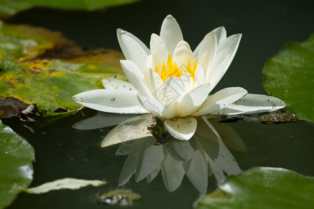 池塘中盛开的白莲花背景图片